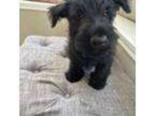 Scottish Terrier Puppy for sale in Seabrook, TX, USA