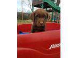 Labrador Retriever Puppy for sale in Bradleyville, MO, USA