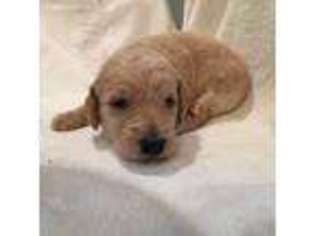 Goldendoodle Puppy for sale in Minnetonka, MN, USA