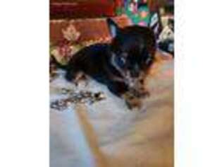 Chihuahua Puppy for sale in Hilton, NY, USA