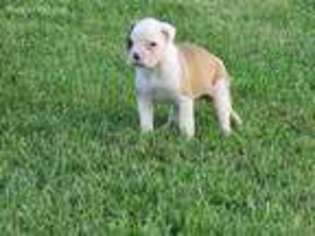 American Bulldog Puppy for sale in Darlington, MO, USA