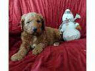 Goldendoodle Puppy for sale in Kalona, IA, USA