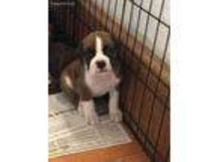Boxer Puppy for sale in Springfield, MA, USA