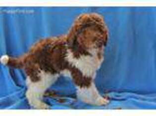 Labradoodle Puppy for sale in Louisville, OH, USA