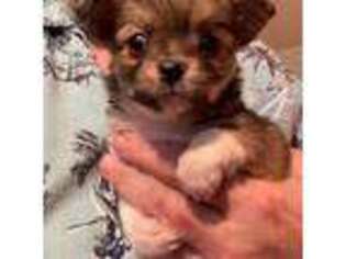 Chihuahua Puppy for sale in Spencer, OK, USA