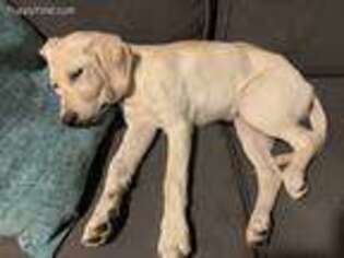 Labrador Retriever Puppy for sale in Thousand Oaks, CA, USA