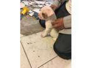 American Bulldog Puppy for sale in Modesto, CA, USA