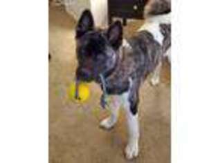 Akita Puppy for sale in Liverpool, NY, USA