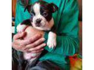 Boston Terrier Puppy for sale in Warwick, RI, USA