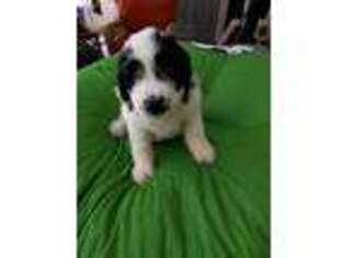 Saint Bernard Puppy for sale in Spring Hill, FL, USA