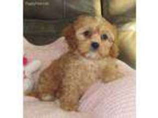 Cavapoo Puppy for sale in BILLINGS, MO, USA