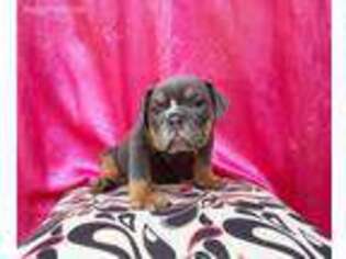 Bulldog Puppy for sale in Woodside, NY, USA