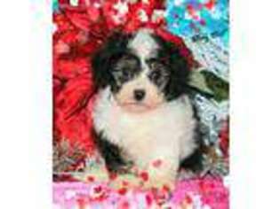 Cavapoo Puppy for sale in Hayesville, OH, USA