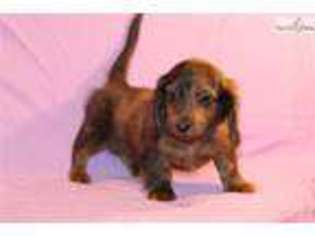 Dachshund Puppy for sale in Fort Worth, TX, USA