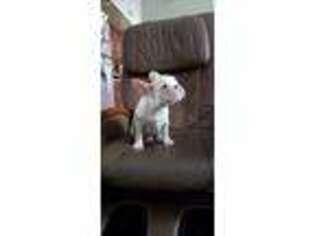 French Bulldog Puppy for sale in Falls Church, VA, USA