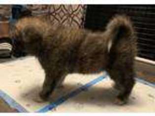 Akita Puppy for sale in Hubert, NC, USA