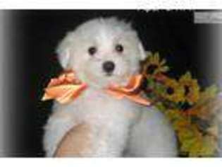Maltese Puppy for sale in Tulsa, OK, USA