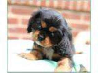 Cavalier King Charles Spaniel Puppy for sale in Athens, TN, USA