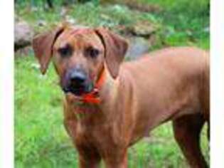 Rhodesian Ridgeback Puppy for sale in Cleveland, OH, USA