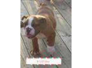 Bulldog Puppy for sale in Louisville, KY, USA