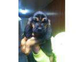 Bloodhound Puppy for sale in BIG CLIFTY, KY, USA