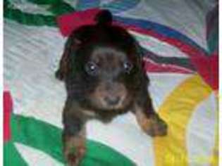 Dachshund Puppy for sale in Brandon, MS, USA