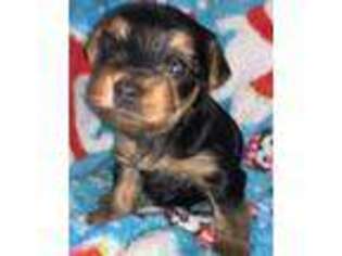 Yorkshire Terrier Puppy for sale in Moneta, VA, USA