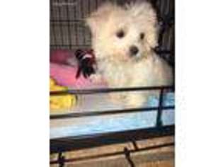 Maltese Puppy for sale in Clifton, NJ, USA