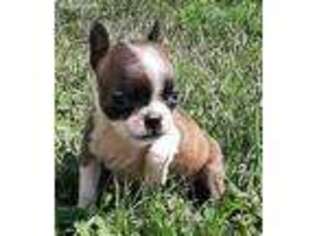 Boston Terrier Puppy for sale in Danville, IL, USA