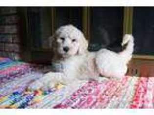 Goldendoodle Puppy for sale in JAMESTOWN, NY, USA