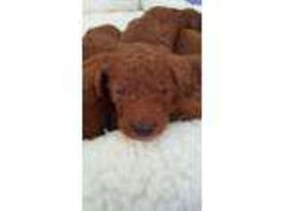 Goldendoodle Puppy for sale in Shakopee, MN, USA