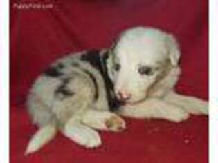 Border Collie Puppy for sale in Moulton, AL, USA