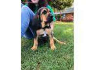 Bloodhound Puppy for sale in Blanchard, OK, USA
