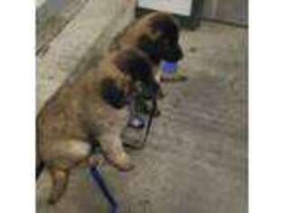 Leonberger Puppy for sale in Unknown, , USA