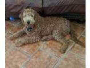 Goldendoodle Puppy for sale in Inverness, FL, USA