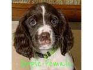 English Springer Spaniel Puppy for sale in Mansfield, TX, USA