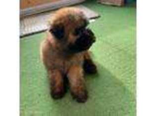 Soft Coated Wheaten Terrier Puppy for sale in East Waterford, PA, USA