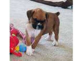 Boxer Puppy for sale in Marceline, MO, USA