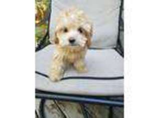 Cavapoo Puppy for sale in Rhinelander, WI, USA