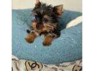 Yorkshire Terrier Puppy for sale in Oak Brook, IL, USA