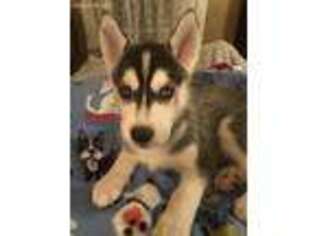 Siberian Husky Puppy for sale in Dalton, MA, USA
