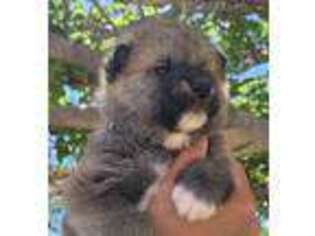 Akita Puppy for sale in Payson, UT, USA