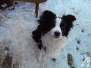 Border Collie Puppy for sale in MARINE ON SAINT CROIX, MN, USA
