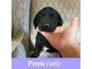 Labrador Retriever Puppy for sale in Naugatuck, CT, USA