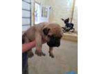 Bullmastiff Puppy for sale in Ina, IL, USA