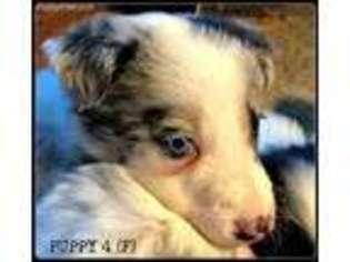 Border Collie Puppy for sale in White Salmon, WA, USA