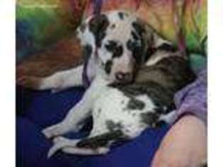 Great Dane Puppy for sale in Grove, OK, USA
