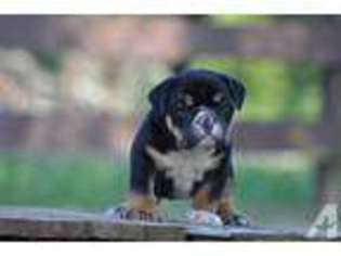 Bulldog Puppy for sale in MONTGOMERY, TX, USA