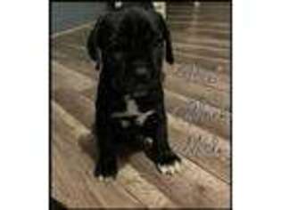 Cane Corso Puppy for sale in East Hartford, CT, USA