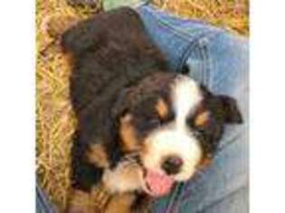 Bernese Mountain Dog Puppy for sale in Ovid, MI, USA